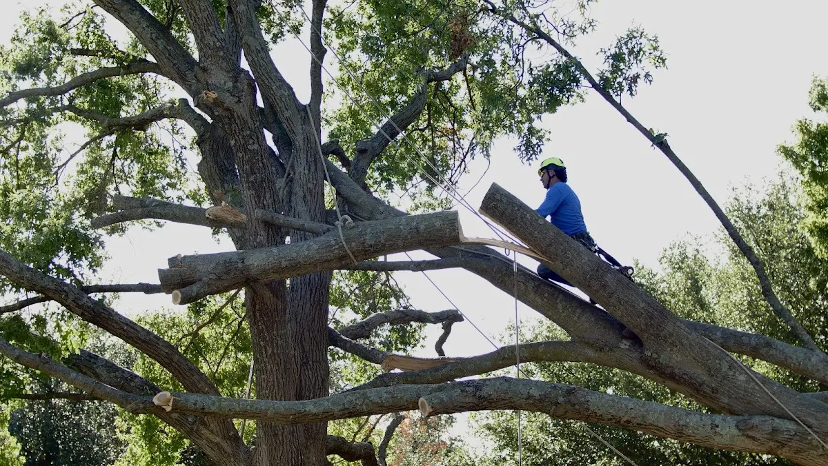 Professional Crown Thinning performed by certified arborists in Ravenel