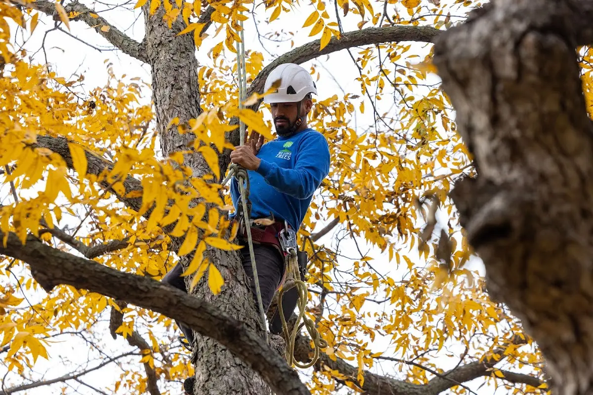 Skilled Storm Damage Cleanup crew working in Ravenel