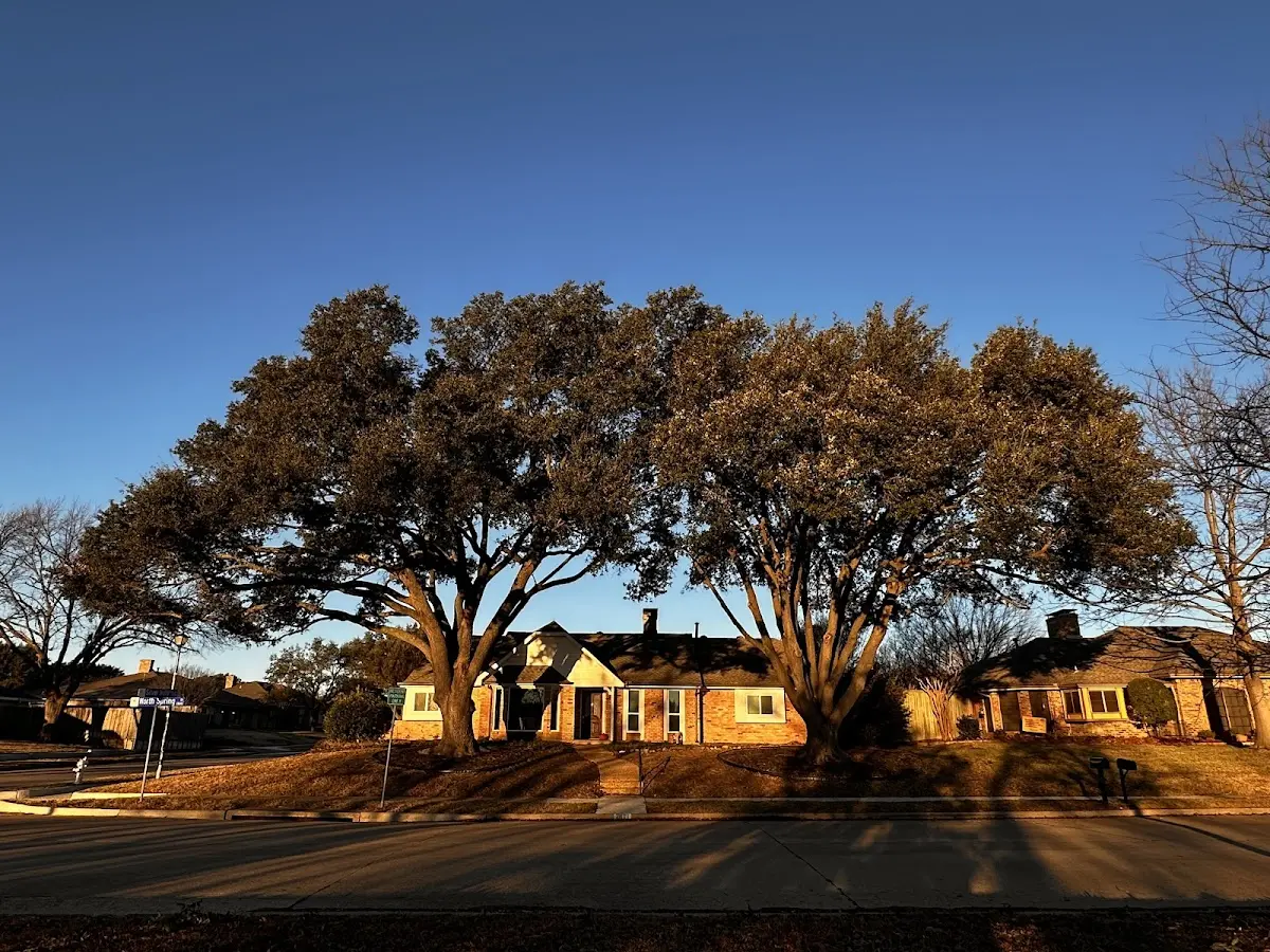 Established residential canopy tree shading a home in Ravenel